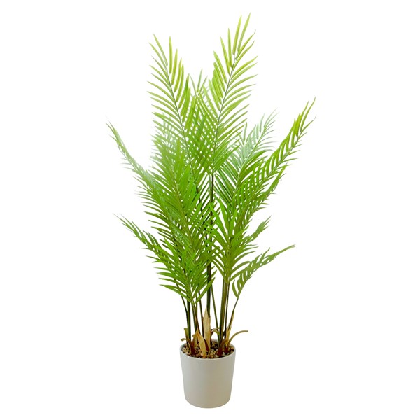 Chrysalidocarpus 143cm Chrysalidocarpus 143cm