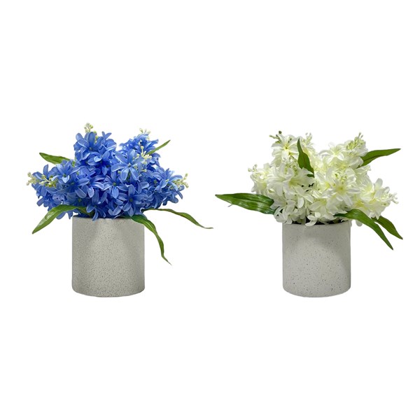 Blue/White Hyacinth 23cm 2 Assorted Blue/White Hyacinth 23cm 2 Assorted
