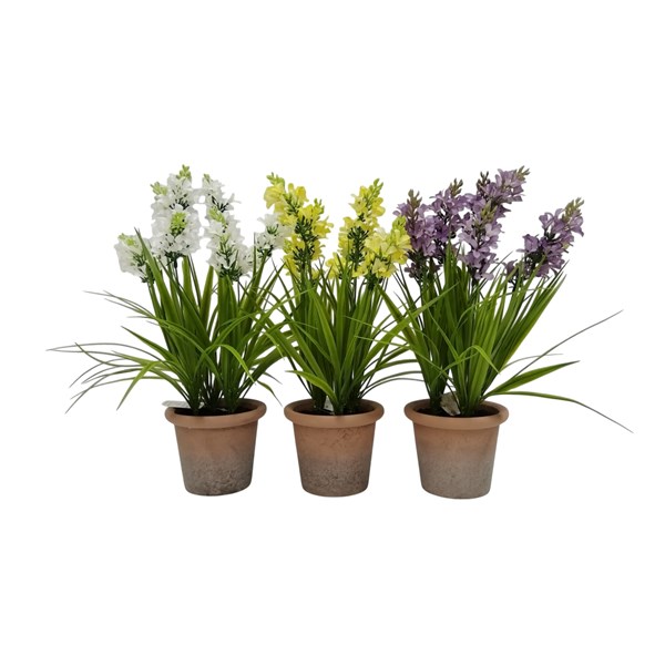Potted Hyacinths 42cm 3 Assorted Potted Hyacinths 42cm 3 Assorted