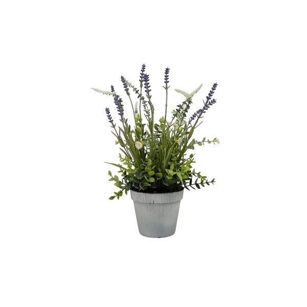 Potted Lavender 36cm Potted Lavender 36cm