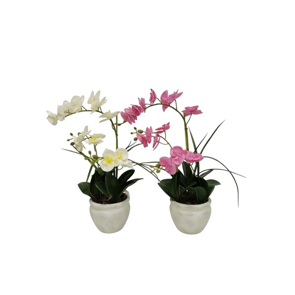 Orchid Pot 57cm 2 Assorted Orchid Pot 57cm 2 Assorted