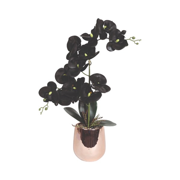 Black Orchid 50cm Black Orchid 50cm