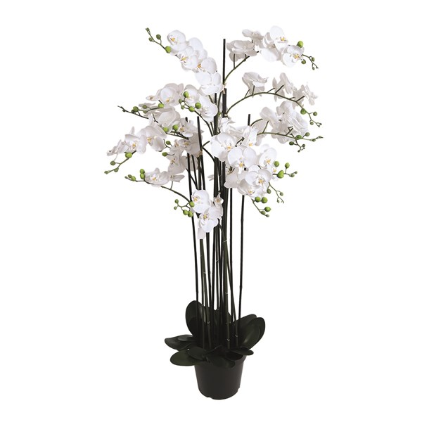 White Orchid in Black Pot 140cm White Orchid in Black Pot 140cm