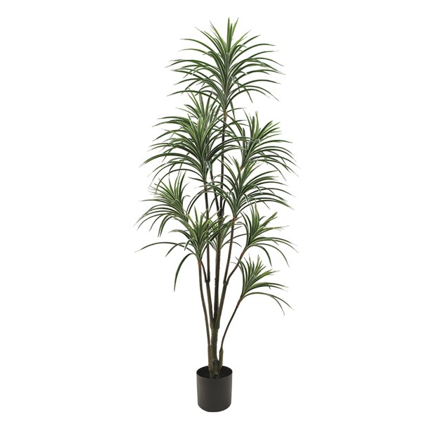 Dracaena Artificial Plant in Weighted Black Pot 175cm Dracaena Artificial Plant in Weighted Black Pot 175cm