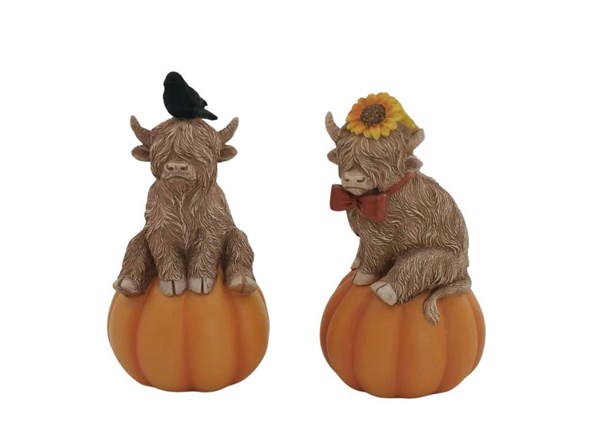 Highland Cow on Pumpkin 12cm 2 Assorted Highland Cow on Pumpkin 12cm 2 Assorted
