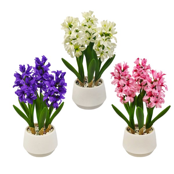 Hyacinth in Pot 3 Assorted 33cm Hyacinth in Pot 3 Assorted 33cm
