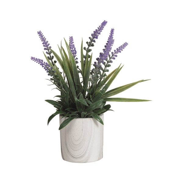Lavender in Marble Pot 27cm Lavender in Marble Pot 27cm