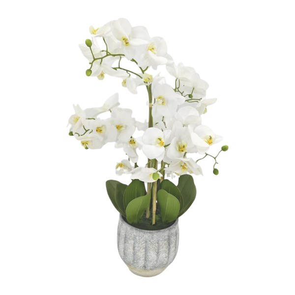 Orchid White 67cm