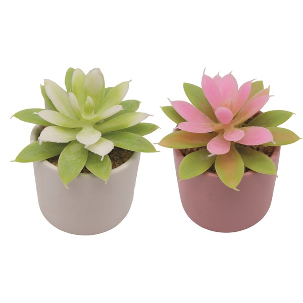 Pink and White Succulent Pot 10.5cm 2 Assorted Pink and White Succulent Pot 10.5cm 2 Assorted