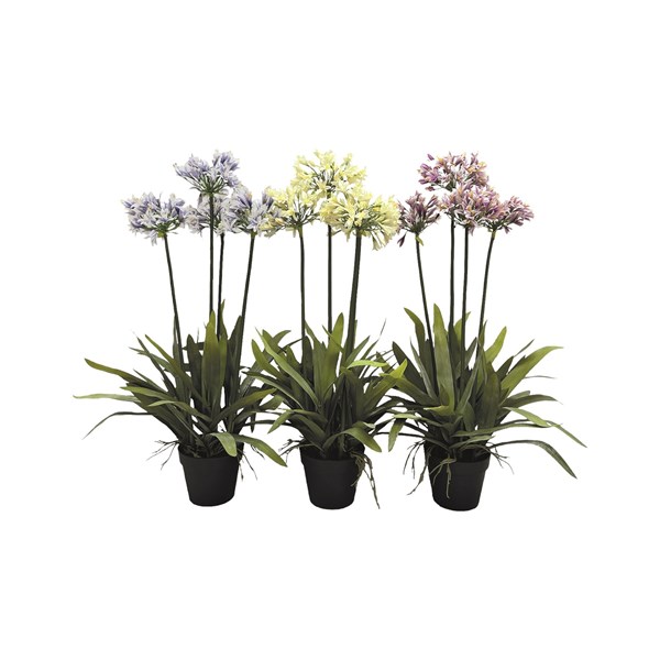 Potted Agapanthus 92cm 3 Assorted Potted Agapanthus 92cm 3 Assorted