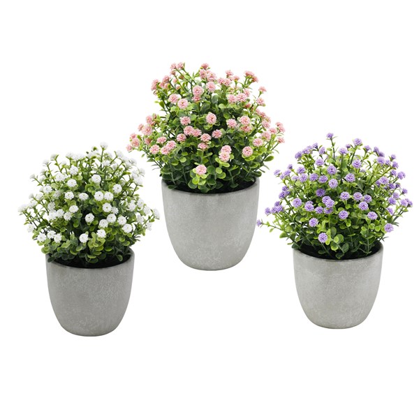 Potted Baby Breath 24cm 3 Assorted Potted Baby Breath 24cm 3 Assorted