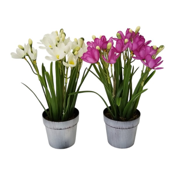 Potted Crocus 28cm 2 Asst