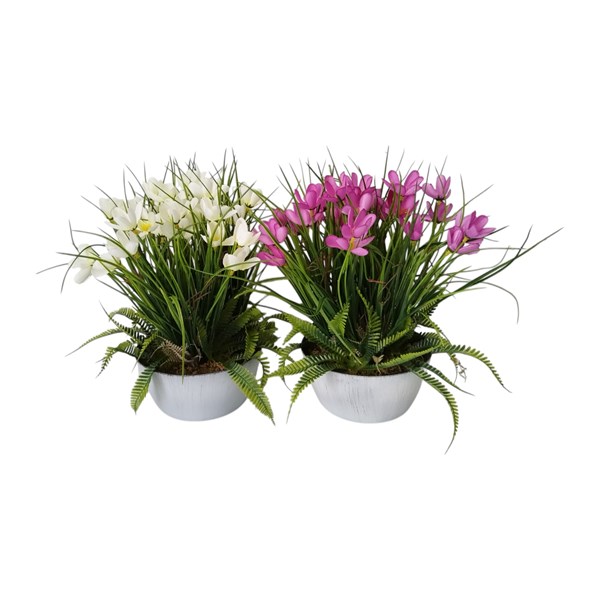 Potted Crocus 30cm 2 Asst