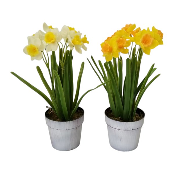 Potted Daffodils 26cm