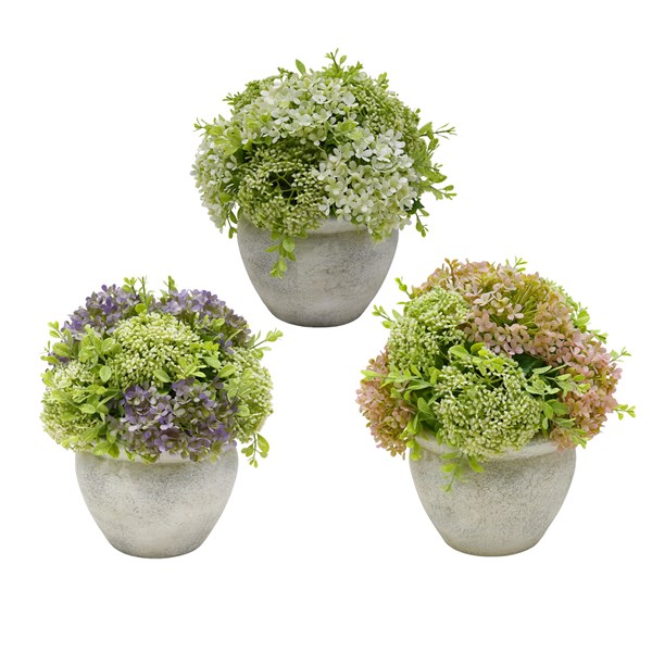 Potted Hydrangea 24cm 3 Asst