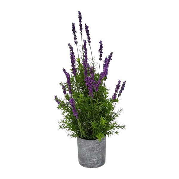 Potted Lavender 65cm Potted Lavender 65cm