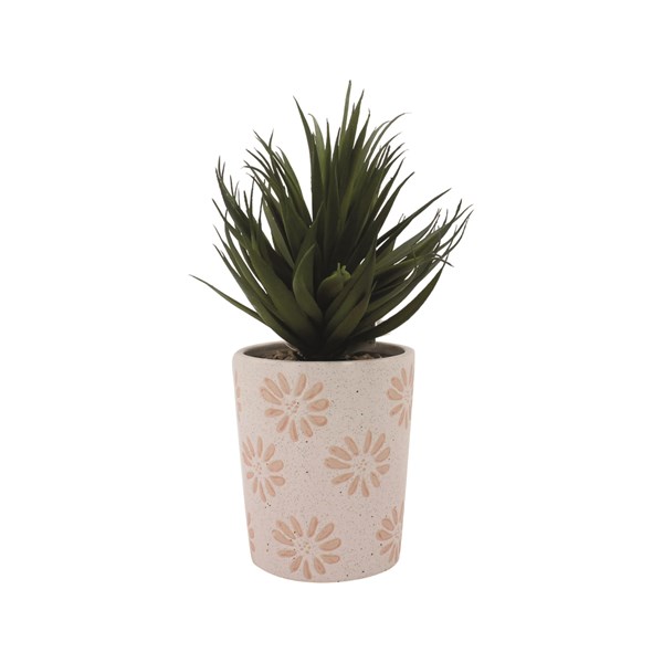 Potted Succulent 28cm Potted Succulent 28cm