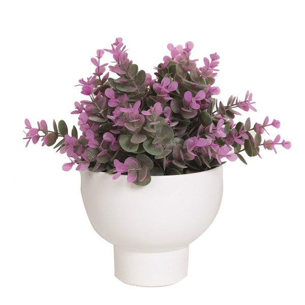 Purple Eucalyptus Plant in a White Pot 28cm Purple Eucalyptus Plant in a White Pot 28cm