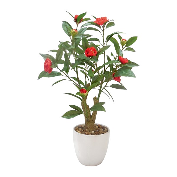 Red Camellia 56cm