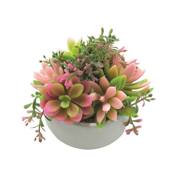 Succulent Arrangement in a White Pot 12cm Succulent Arrangement in a White Pot 12cm