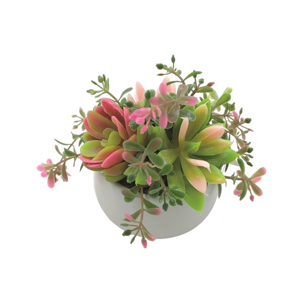 Succulent Arrangement in a White Pot 15cm Succulent Arrangement in a White Pot 15cm