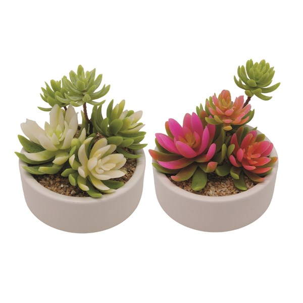 Succulent in a White Pot 14 cm 2 Assorted Succulent in a White Pot 14 cm 2 Assorted