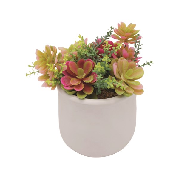 Succulent in a White Pot 18cm Succulent in a White Pot 18cm