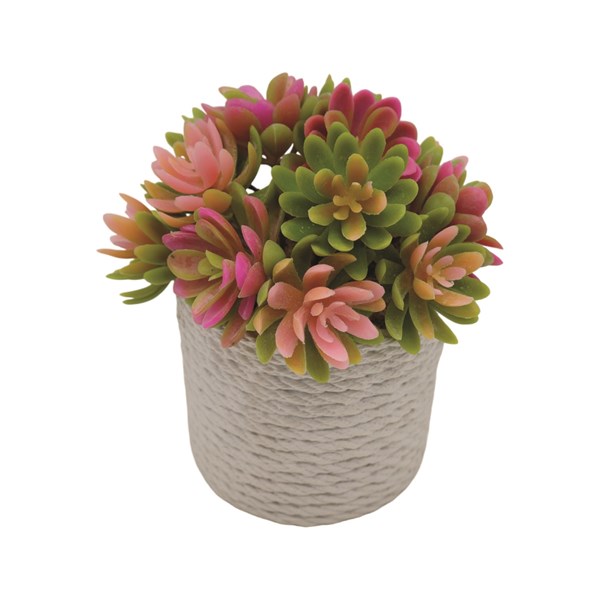 Succulent in a White Rope Effect Pot 18cm Succulent in a White Rope Effect Pot 18cm