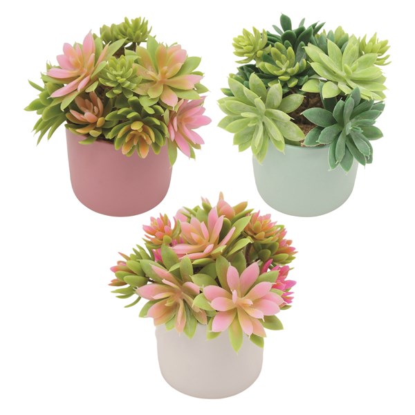 Succulent Pot 18.5cm 3 Assorted Succulent Pot 18.5cm 3 Assorted