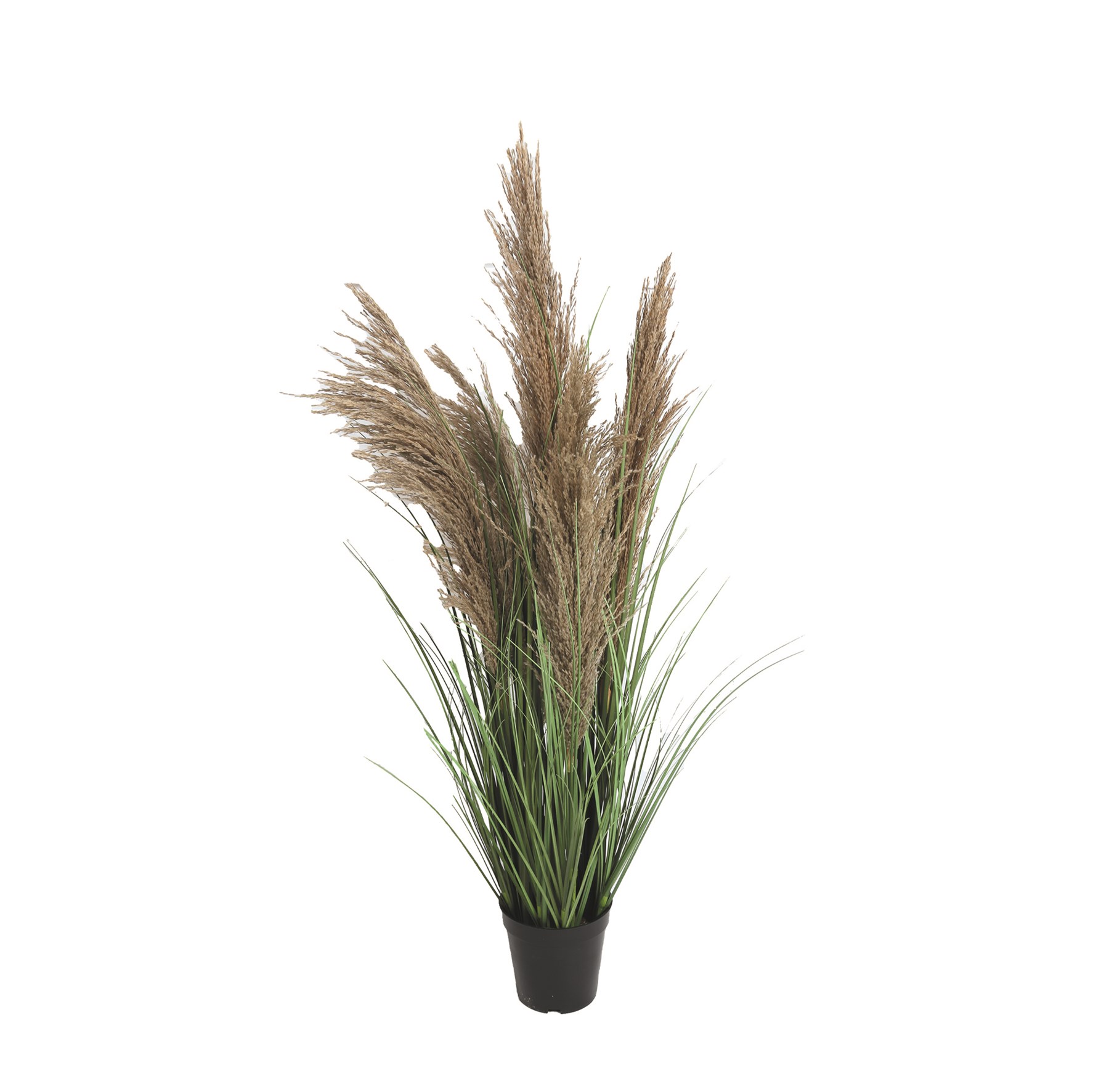 Tall Green Feathery Pampas Grass Pot 90cm