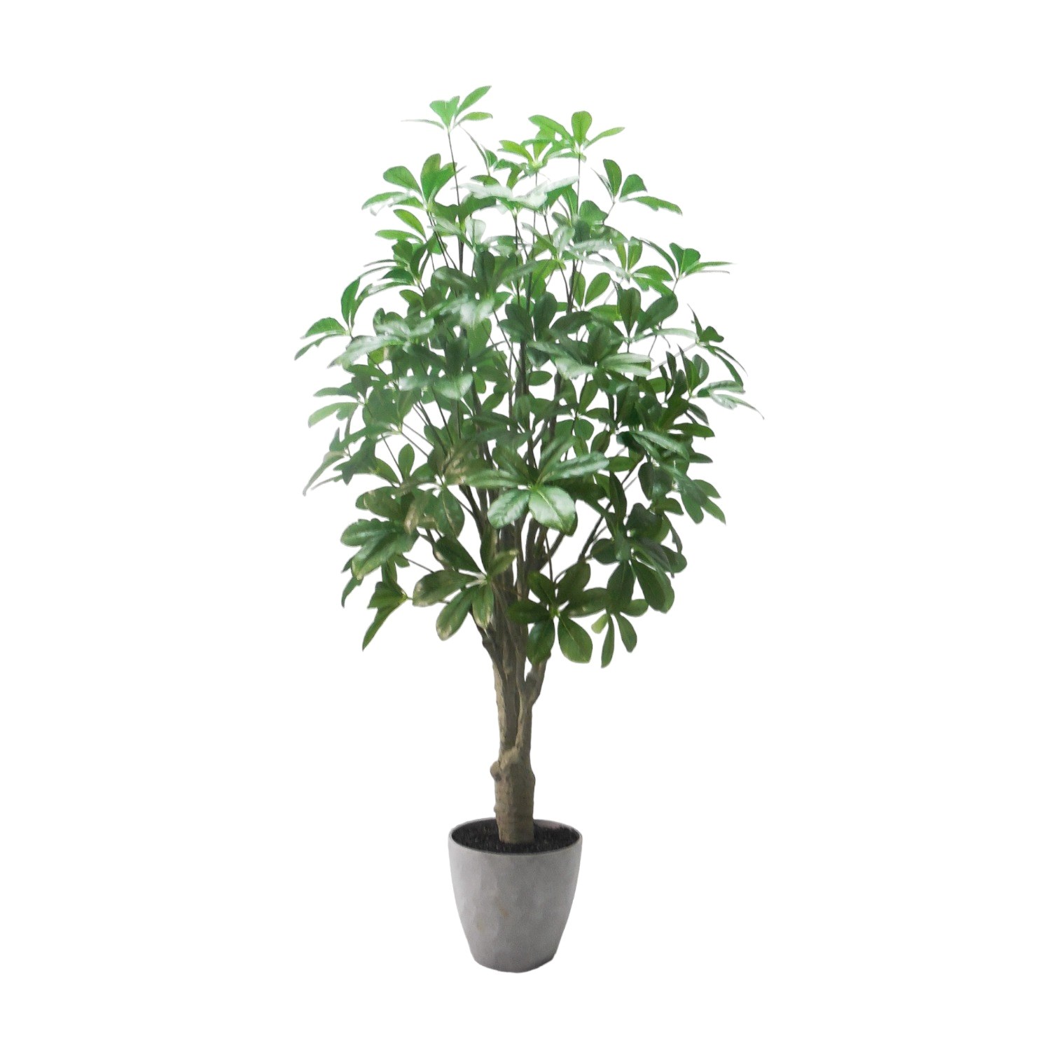 Schefflera Plant in Grey Pot 65x120cm