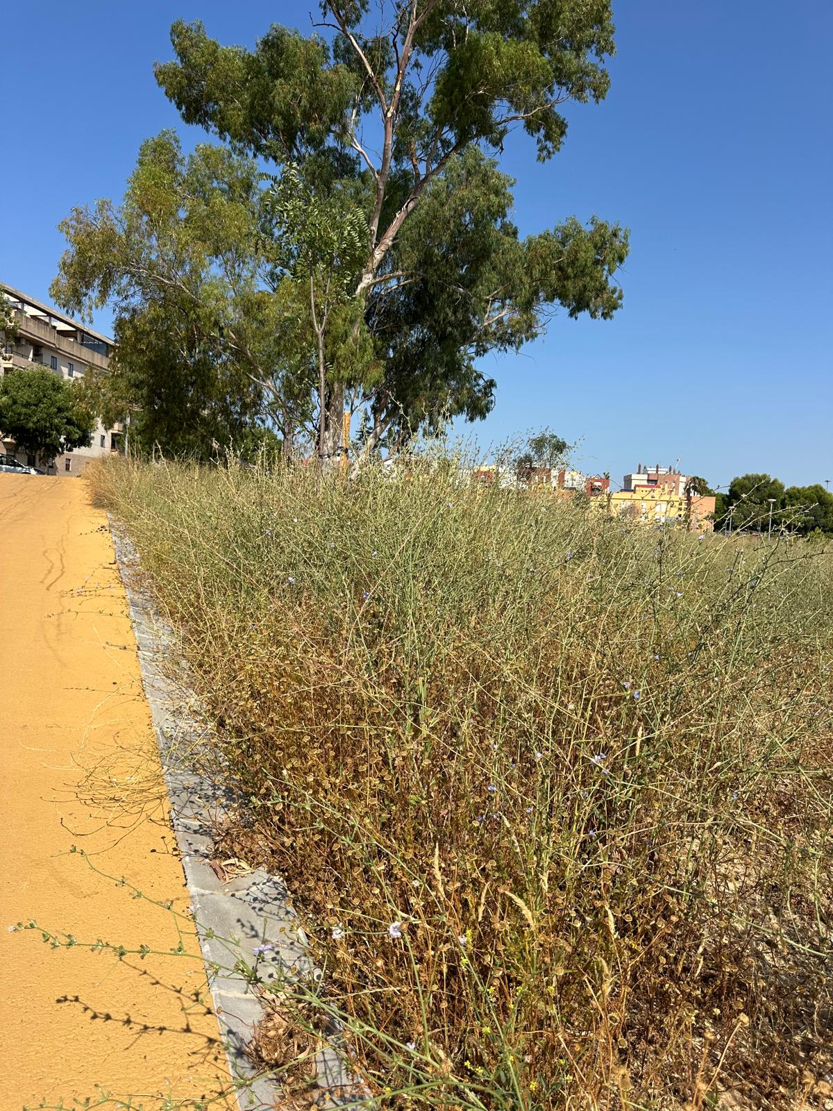El PSOE alerta del riesgp de incendio en el bosque urbano de La Canaleja