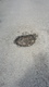 Pothole fault reported - Halls Lane, Brackley, Northamptonshire NN13, UK