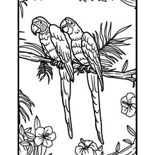 LARGE COLOURING BOARD - PARROTS