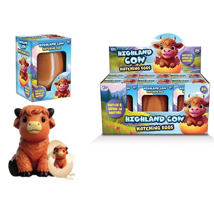 LARGE GROWING HIGHLAND COW IN EGG