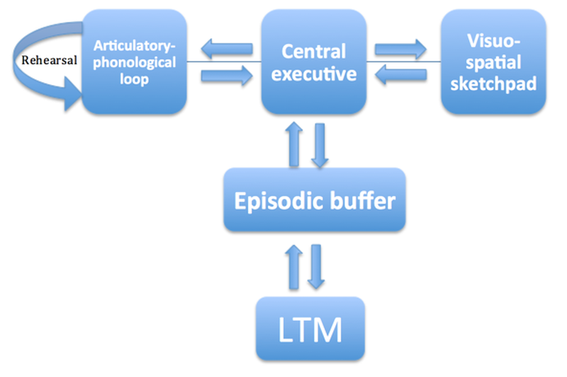 Working Memory Model Tutor2u Working Memory Model Tutor2u