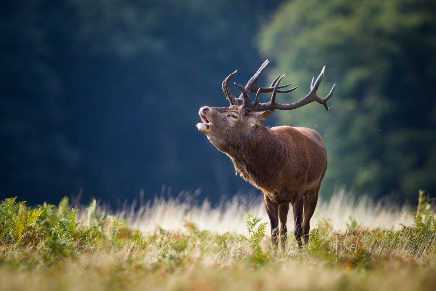 A red stag bellowing on an Environmental Workshop