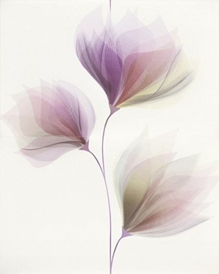Loris White Inserto Flower 40x50