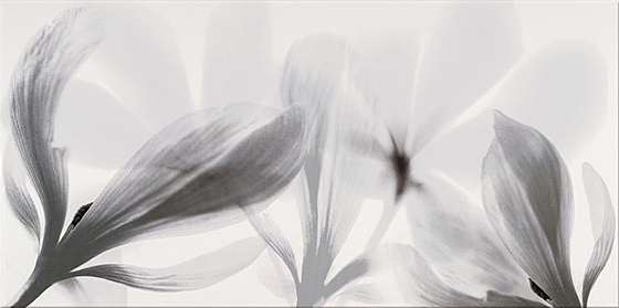 Colorado Nights Inserto Flower 29x59,3