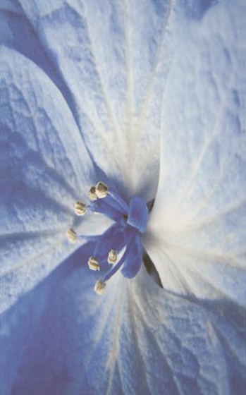 Acapulco Blue Inserto Kwiat 25x40