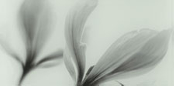 Joy Flower Dekor 22,3x44,8