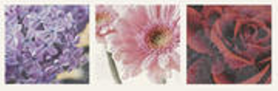 Briosa Inserto Flora B 20x60