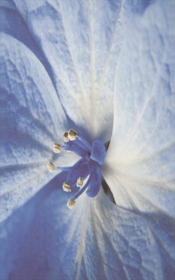 Inserto Acapulco Blue Kwiat 25x40