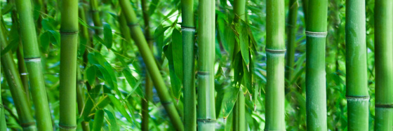 Centro Bamboo Glass Inserto Rett 2x25x75