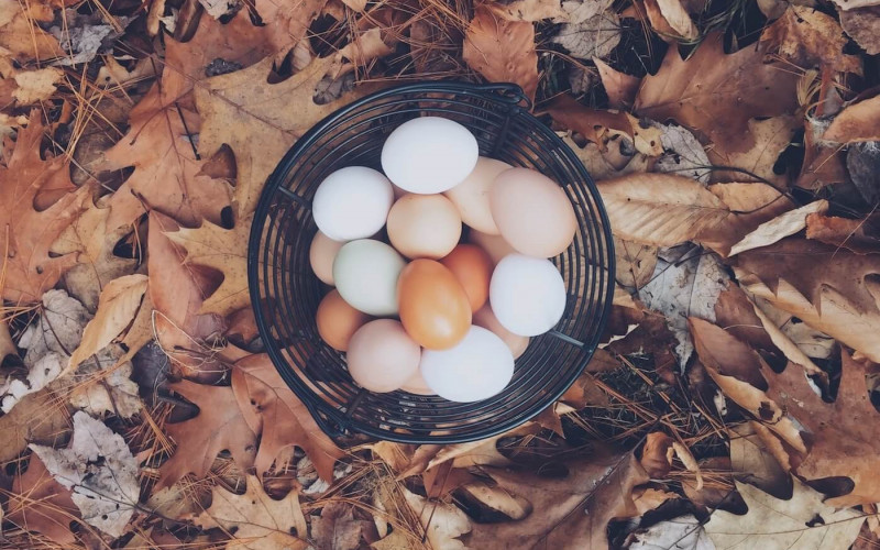 Grundlagentraining Ernährung - Teil 5: Eiweiß - und die vielen, kleinen Besonderheiten