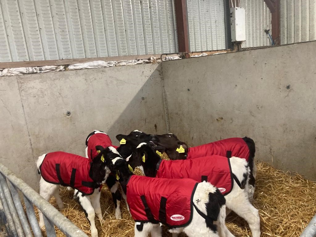 Calf Jackets Teemore Engineering Livestock Housing Specialists