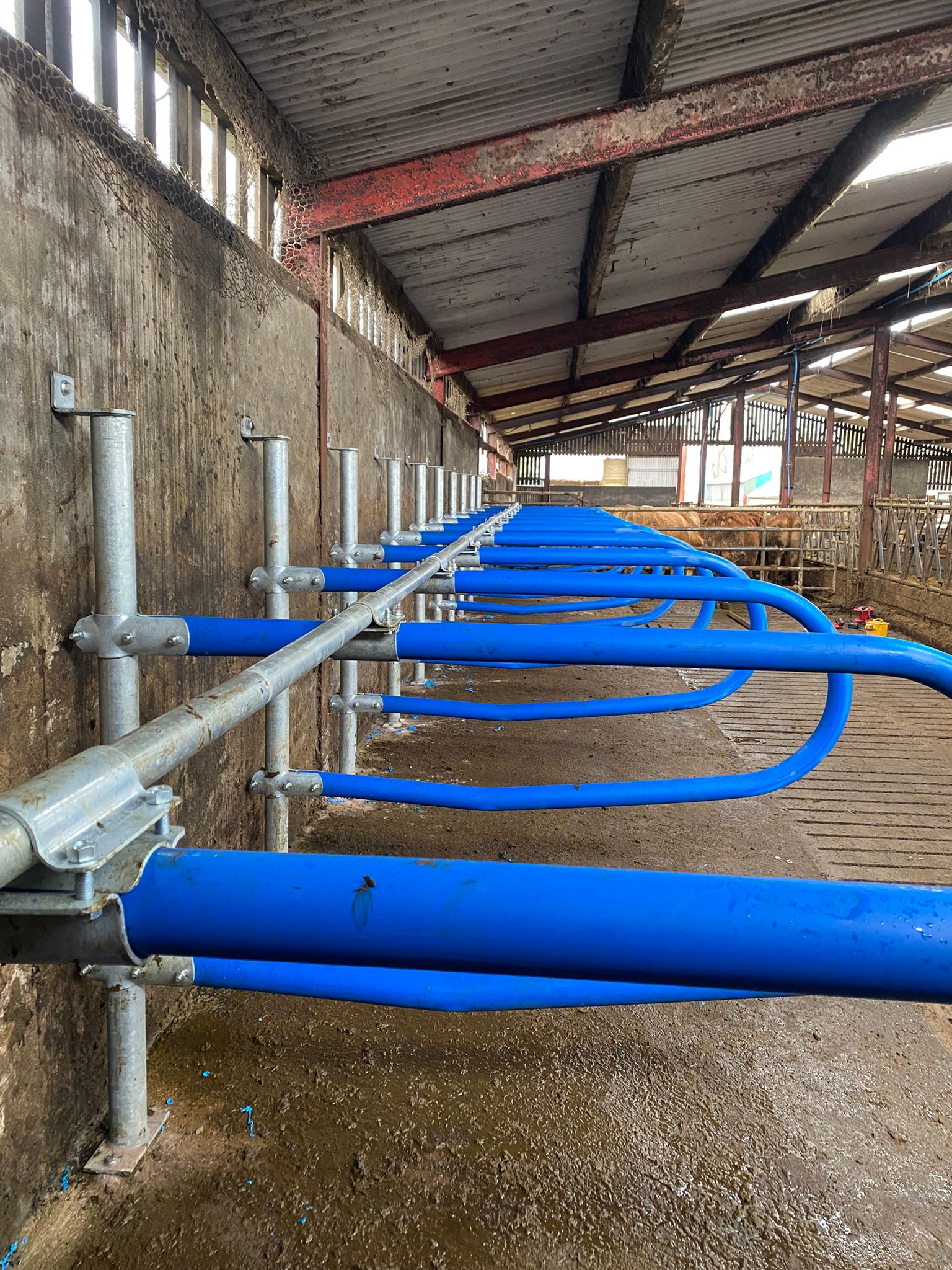 Plastic Cow Cubicle Teemore Engineering Livestock Housing Specialists