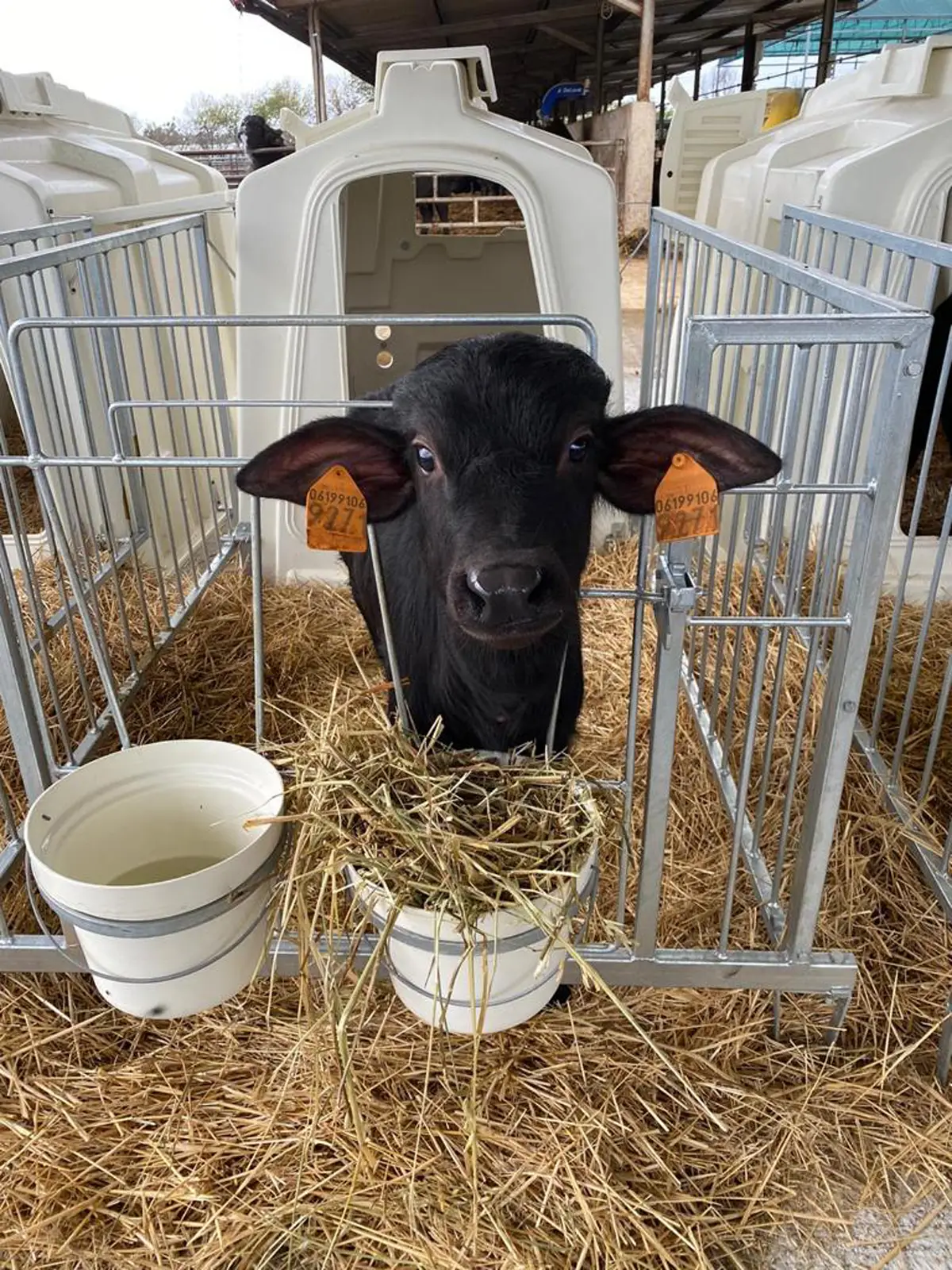 Deluxe SL Calf Hutch Teemore Engineering Livestock Housing Specialists