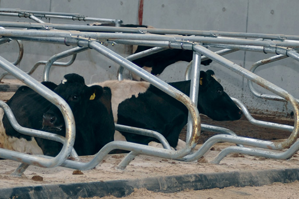 Deluxe Cow Cubicles Teemore Engineering Livestock Housing Specialists