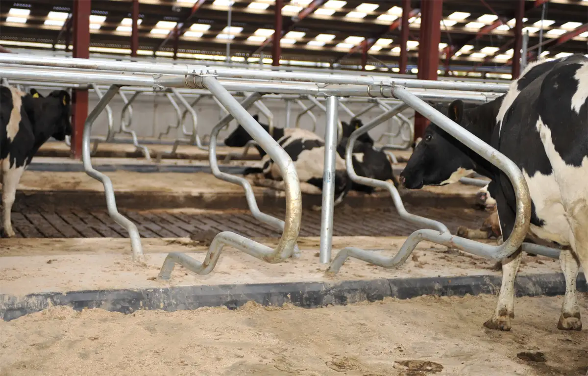 Deluxe Cow Cubicles Teemore Engineering Livestock Housing Specialists